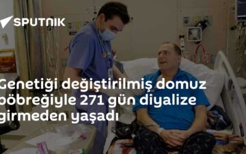 domuz böbreği nakli